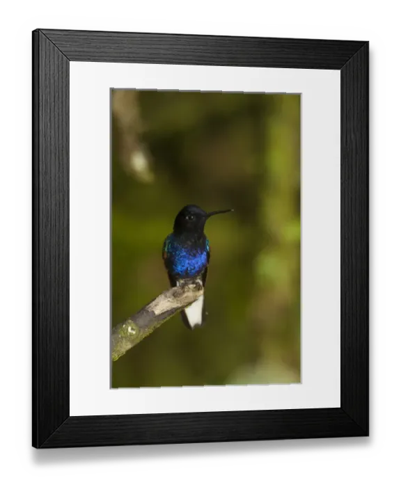 Framed Print : Velvet-purple Coronet (Boissonneaua jardini) Mindo Cloud Forest