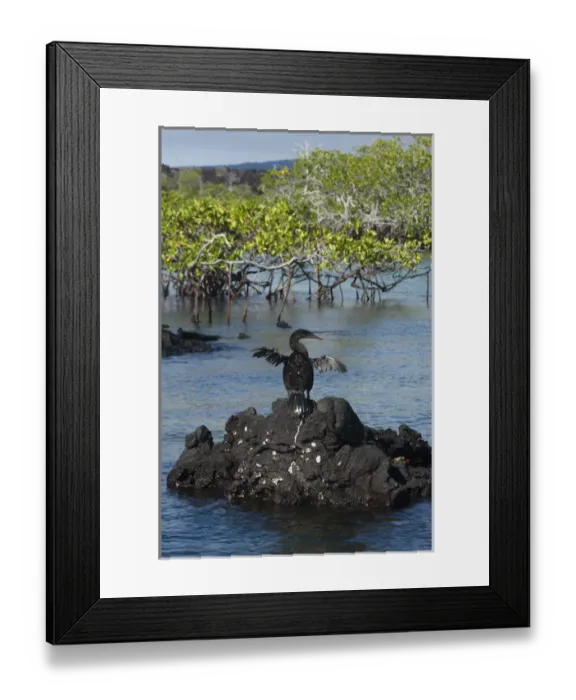 Framed Print : Flightless Cormorant (Phalacrocorax harrisi). Fernandina Island. Western Isles Framed Print : Flightless Cormorant (Phalacrocorax harrisi). Fernandina Island. Western Isles
