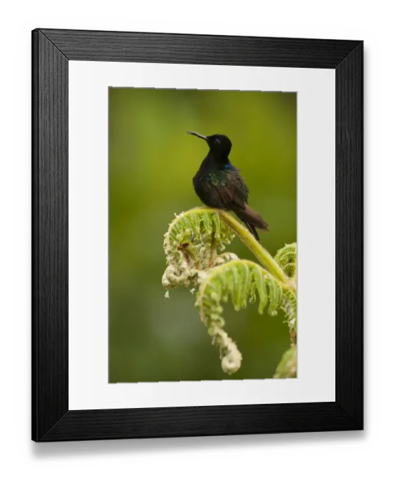 Framed Print : Velvet-purple Coronet (Boissonneaua jardini) Mindo Cloud Forest Framed Print : Velvet-purple Coronet (Boissonneaua jardini) Mindo Cloud Forest