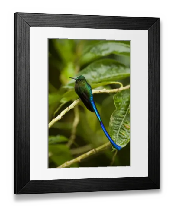 Framed Print : Violet-tailed Sylph (Aglaiocercus coelestis) Mindo Cloud Forest