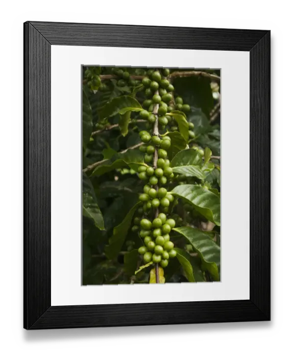 Framed Print : Galapagos Coffee. Shade grown under endemic Scalesia pedunulata trees for export Framed Print : Galapagos Coffee. Shade grown under endemic Scalesia pedunulata trees for export