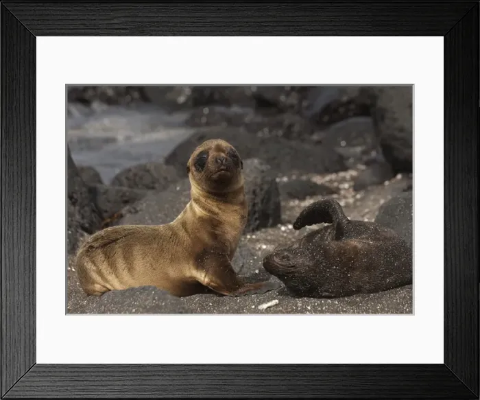 Framed Print : Galapagos Fur Seal & Pup (Arctocephalus galapagoensis) Cabo Douglas, Fernandina Island