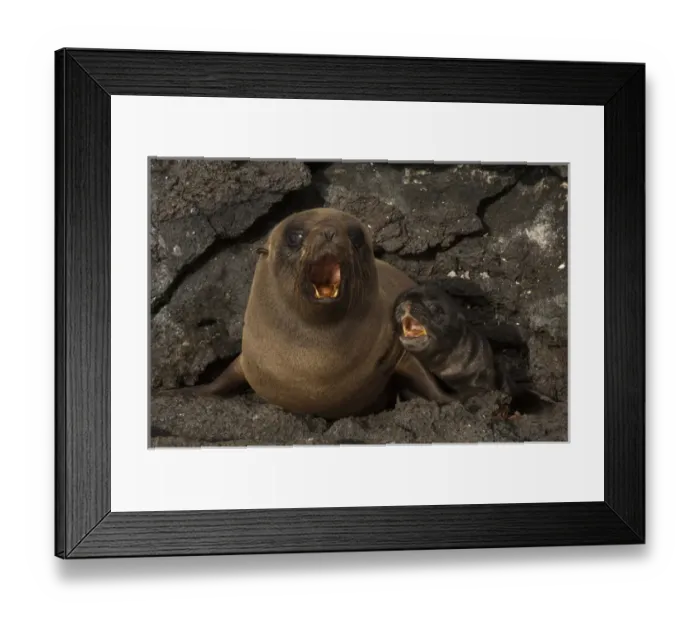 Framed Print : Galapagos Fur Seal & Pup (Arctocephalus galapagoensis) Cabo Douglas, Fernandina Island Framed Print : Galapagos Fur Seal & Pup (Arctocephalus galapagoensis) Cabo Douglas, Fernandina Island