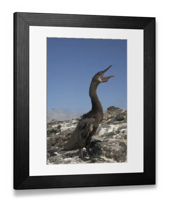 Framed Print : Flightless Cormorant (Phalacrocorax harrisi). Fernandina Island. Western Isles Framed Print : Flightless Cormorant (Phalacrocorax harrisi). Fernandina Island. Western Isles