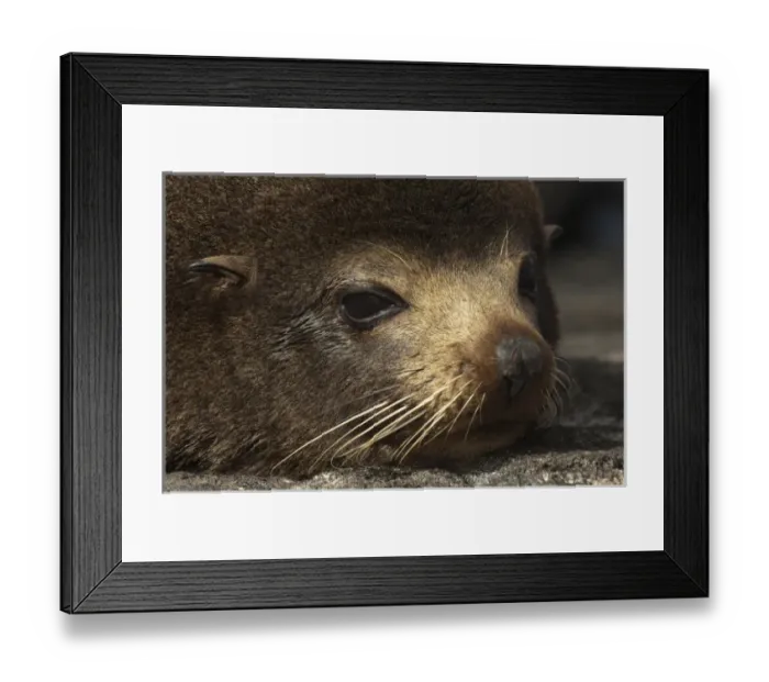 Framed Print : Galapagos Fur Seal (Arctocephalus galapagoensis) Cabo Douglas, Fernandina Island Framed Print : Galapagos Fur Seal (Arctocephalus galapagoensis) Cabo Douglas, Fernandina Island