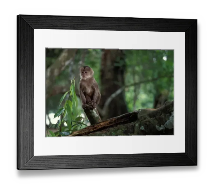 Framed Print : one of four species of the spider monkey in the Amazon jungle, Ecuador, South America