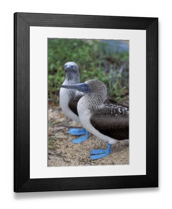 Framed Print : South America, Ecuador, Galapagos Islands, Plaza Island Blue-footed Booby Framed Print : South America, Ecuador, Galapagos Islands, Plaza Island Blue-footed Booby