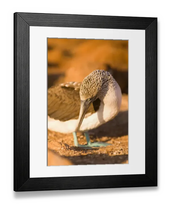 Framed Print : Ecuador, Galapagos Islands, N. Seymor Island, Blue-footed Boobie (Sula nebouxii)