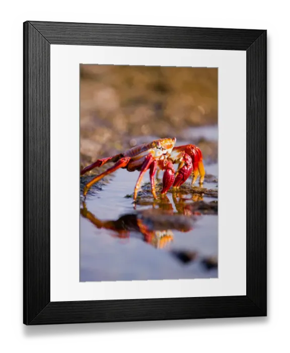 Framed Print : Ecuador, Galapagos Islands National Park, Puerto Egas, Sally Lightfoot Crabs (Grapsus