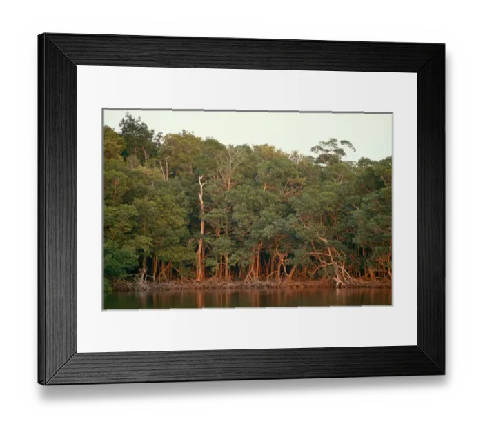 Framed Print : trees in the Amazon rainforest, Ecuador, South America Framed Print : trees in the Amazon rainforest, Ecuador, South America