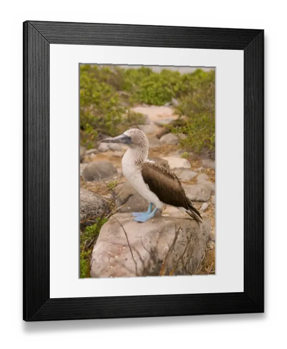 Framed Print : Ecuador, Espanola Island, Galapagos Islands National Park, Punta Suarez, Blue-footed Booby