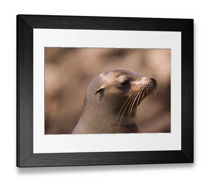 Framed Print : Ecuador, Galapagos Islands National Park, South Plaza Island, Sea Lions (Zalophus Framed Print : Ecuador, Galapagos Islands National Park, South Plaza Island, Sea Lions (Zalophus