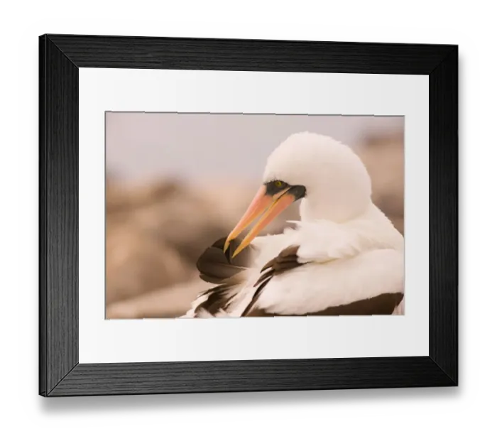 Framed Print : Ecuador, Espanola Island, Galapagos Islands National Park, Punta Suarez, Masked Booby