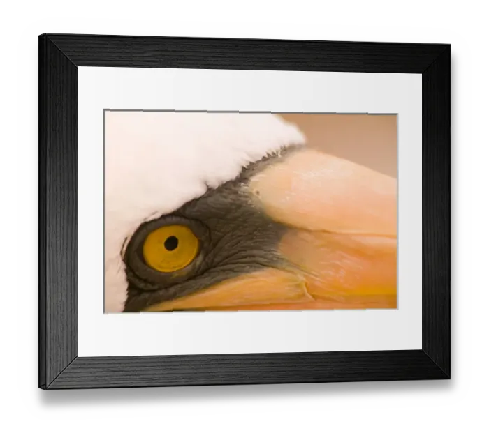 Framed Print : Ecuador, Espanola Island, Galapagos Islands National Park, Punta Suarez, Masked Booby