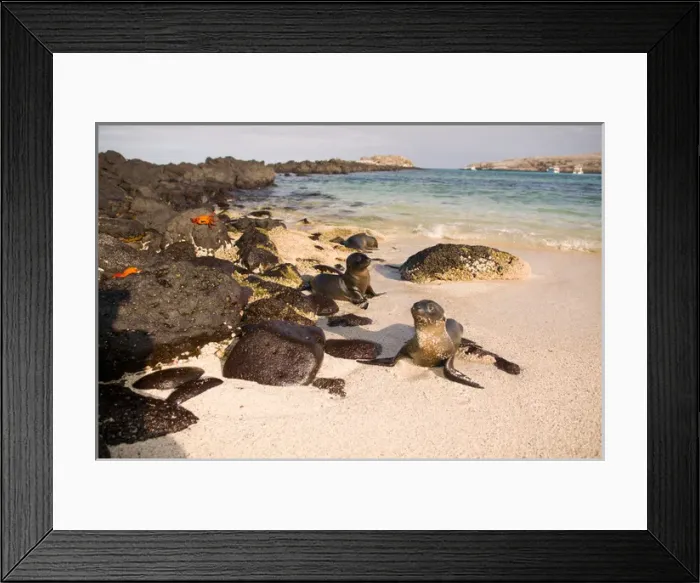 Framed Print : Ecuador, Santa Fe Island, Galapagos Islands National Park, Baby Sea Lions (Zalophus Framed Print : Ecuador, Santa Fe Island, Galapagos Islands National Park, Baby Sea Lions (Zalophus