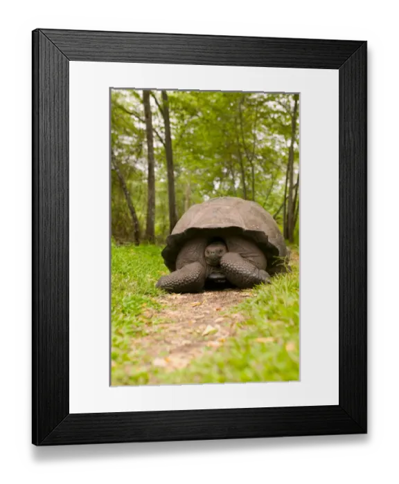 Framed Print : Ecuador, Santa Cruz Island, Galapagos Islands National Park, Giant Tortoise (Geochelone Framed Print : Ecuador, Santa Cruz Island, Galapagos Islands National Park, Giant Tortoise (Geochelone