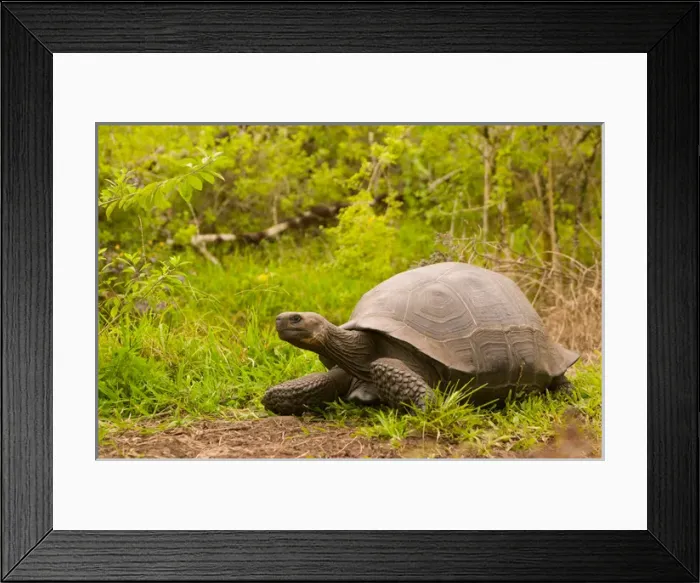 Framed Print : Ecuador, Santa Cruz Island, Galapagos Islands National Park, Giant Tortoise (Geochelone Framed Print : Ecuador, Santa Cruz Island, Galapagos Islands National Park, Giant Tortoise (Geochelone
