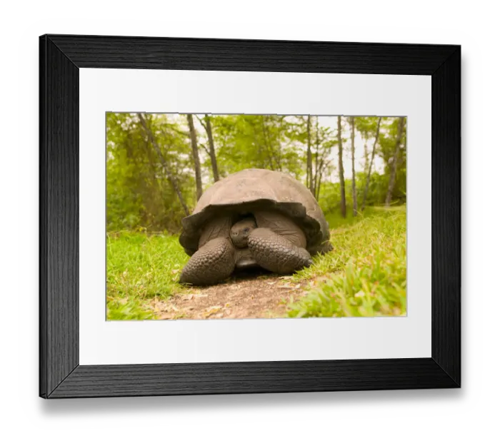 Framed Print : Ecuador, Santa Cruz Island, Galapagos Islands National Park, Giant Tortoise (Geochelone Framed Print : Ecuador, Santa Cruz Island, Galapagos Islands National Park, Giant Tortoise (Geochelone