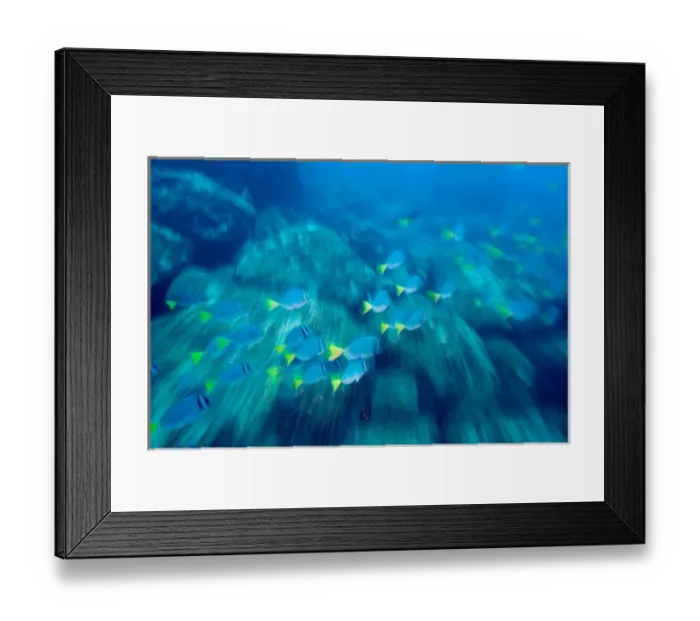 Framed Print : Ecuador, Wolf Island, Galapagos Islands National Park, Schooling Yellowtail Surgeonfish