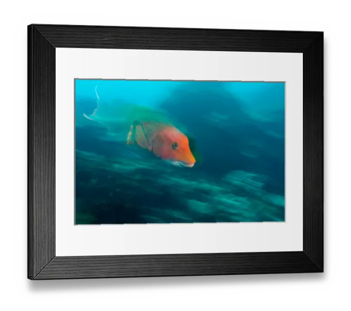 Framed Print : Ecuador, Galapagos Islands National Park, Wolf Island, Mexican Hogfish (Bodianus
