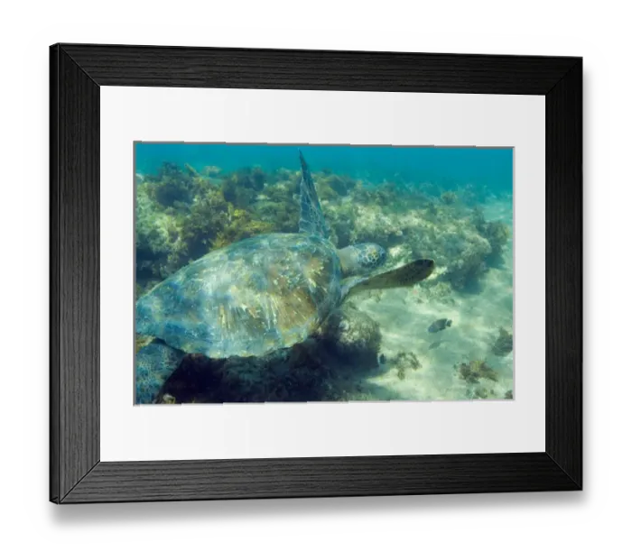 Framed Print : Ecuador, Wolf Island, Galapagos Islands National Park, Green Sea Turtle (Chelonia mydas) Framed Print : Ecuador, Wolf Island, Galapagos Islands National Park, Green Sea Turtle (Chelonia mydas)