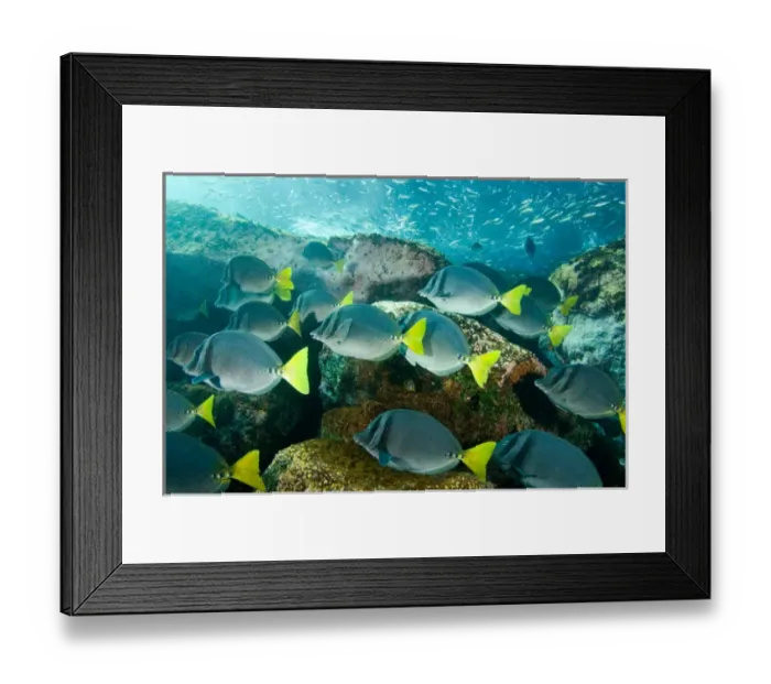 Framed Print : Ecuador, Bartholome Island, Galapagos Islands National Park, Schooling Yellowtail Surgeonfish