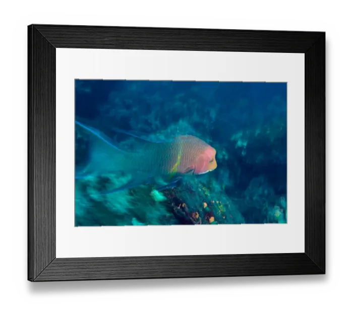 Framed Print : Ecuador, Galapagos Islands National Park, Wolf Island, Mexican Hogfish (Bodianus Framed Print : Ecuador, Galapagos Islands National Park, Wolf Island, Mexican Hogfish (Bodianus