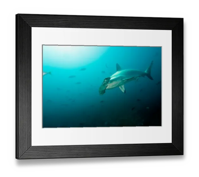 Framed Print : Ecuador, Galapagos Islands National Park, Scalloped Hammerhead Shark (Sphyrna lewini)