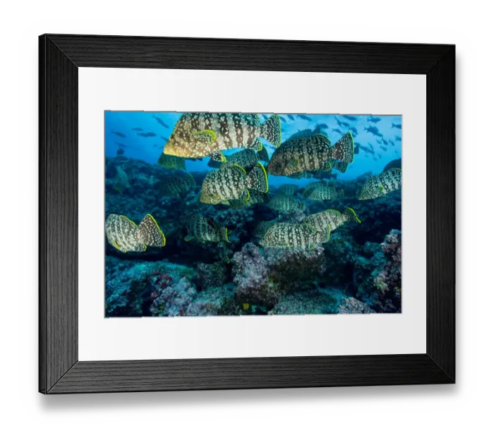 Framed Print : Ecuador, Galapagos Islands National Park, Leather Bass (Dermatolepis dermataolepis) Framed Print : Ecuador, Galapagos Islands National Park, Leather Bass (Dermatolepis dermataolepis)