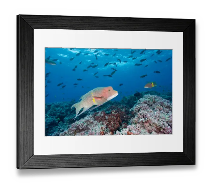 Framed Print : Ecuador, Galapagos Islands National Park, Spanish Hogfish (Bodianus diplotaenia) Framed Print : Ecuador, Galapagos Islands National Park, Spanish Hogfish (Bodianus diplotaenia)