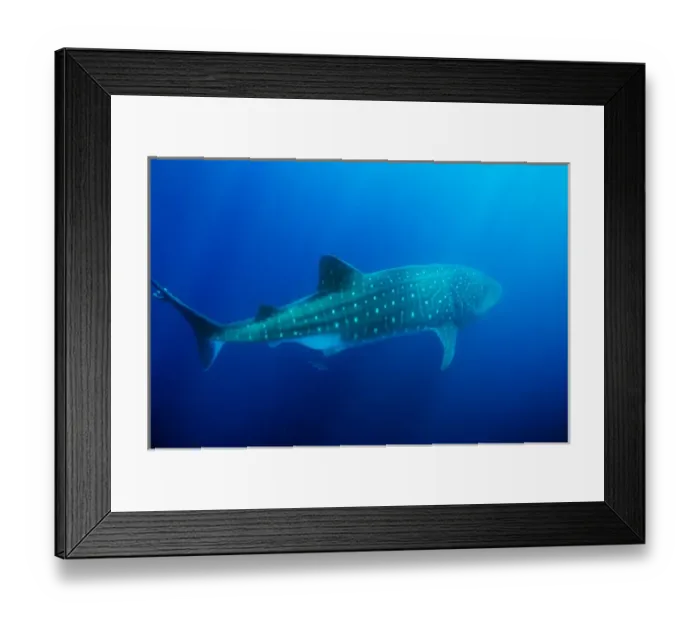 Framed Print : Ecuador, Galapagos Islands National Park, Whale Shark (Rhincodon typus) Framed Print : Ecuador, Galapagos Islands National Park, Whale Shark (Rhincodon typus)