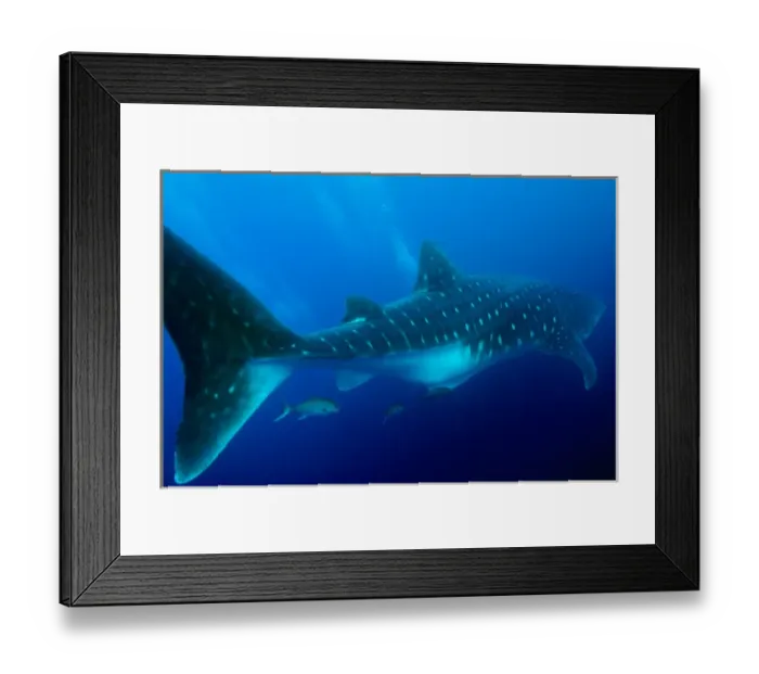 Framed Print : Ecuador, Galapagos Islands National Park, Whale Shark (Rhincodon typus) Framed Print : Ecuador, Galapagos Islands National Park, Whale Shark (Rhincodon typus)