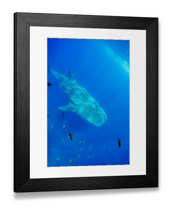 Framed Print : Ecuador, Galapagos Islands National Park, Whale Shark (Rhincodon typus) Framed Print : Ecuador, Galapagos Islands National Park, Whale Shark (Rhincodon typus)