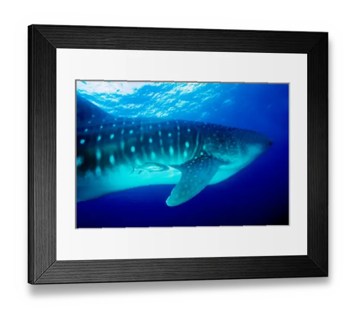Framed Print : Ecuador, Galapagos Islands National Park, Whale Shark (Rhincodon typus) Framed Print : Ecuador, Galapagos Islands National Park, Whale Shark (Rhincodon typus)