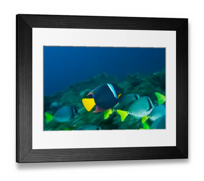 Framed Print : Ecuador, Galapagos Islands National Park, Wolf Island, King Angelfish (Holacanthus passer)