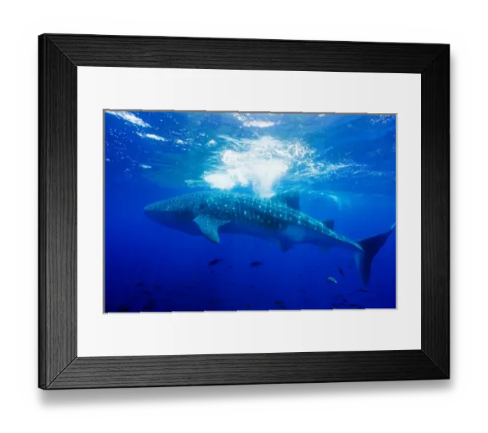 Framed Print : Ecuador, Galapagos Islands National Park, Whale Shark (Rhincodon typus) Framed Print : Ecuador, Galapagos Islands National Park, Whale Shark (Rhincodon typus)