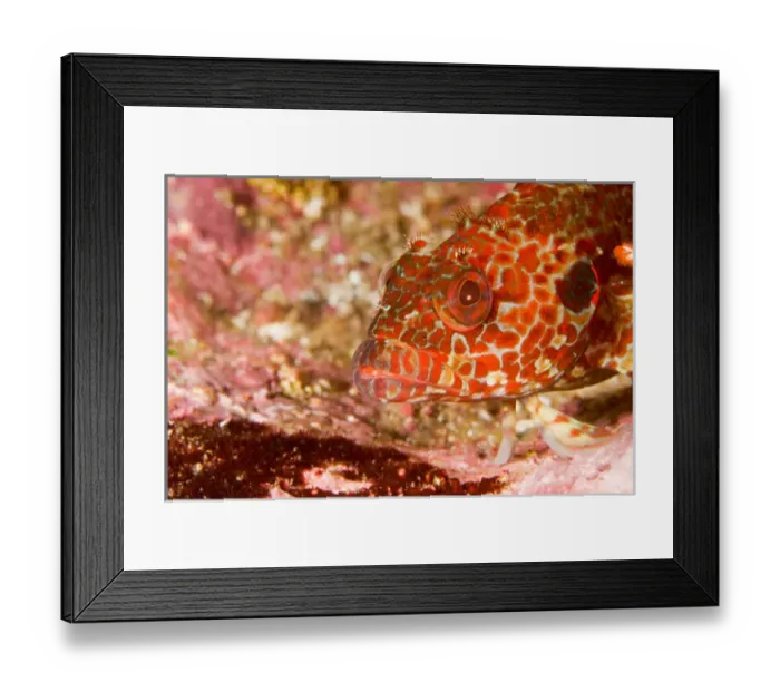 Framed Print : Ecuador, Galapagos Islands National Park, Bravo Clinid (Labrisomus dendriticus) Framed Print : Ecuador, Galapagos Islands National Park, Bravo Clinid (Labrisomus dendriticus)