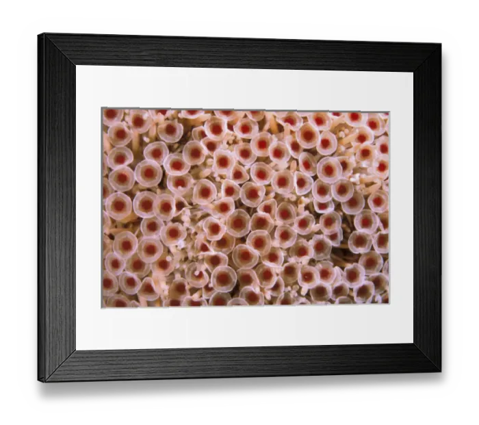 Framed Print : Galapagos Islands. Toxic Sea Urchin
