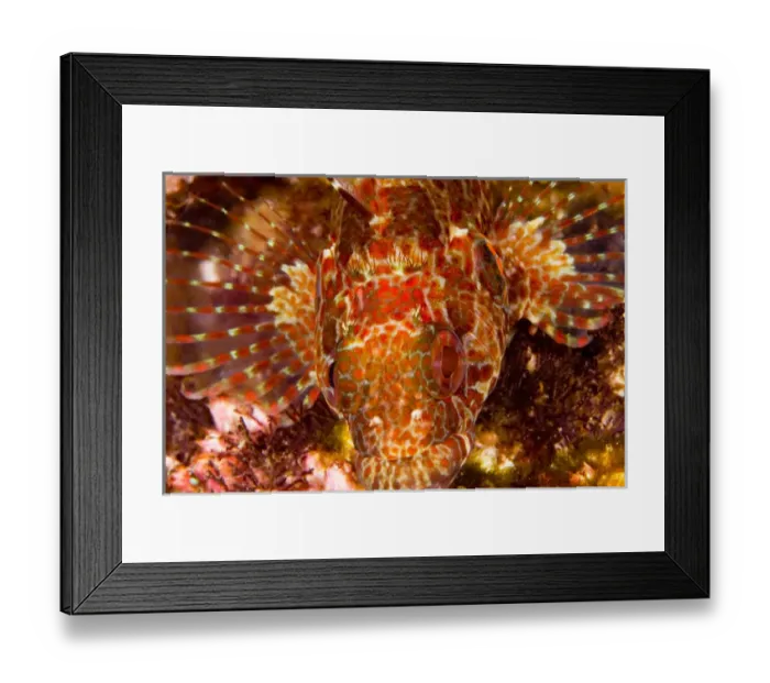 Framed Print : Ecuador, Galapagos Islands National Park, Bravo Clinid (Labrisomus dendriticus) Framed Print : Ecuador, Galapagos Islands National Park, Bravo Clinid (Labrisomus dendriticus)
