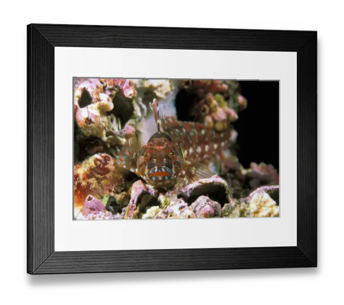 Framed Print : Galapagos Islands. Sculpin Framed Print : Galapagos Islands. Sculpin