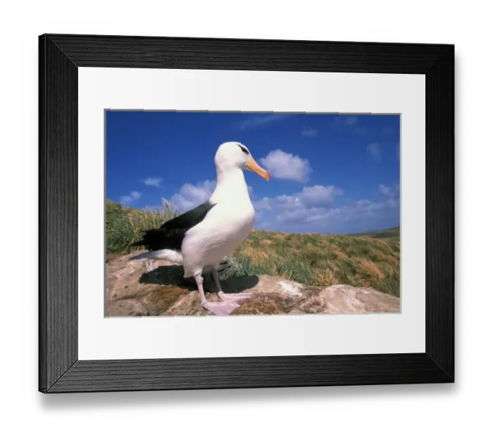 Framed Print : Falkland Islands. Black-browed Albatross. (Diomedea melanophris) Framed Print : Falkland Islands. Black-browed Albatross. (Diomedea melanophris)