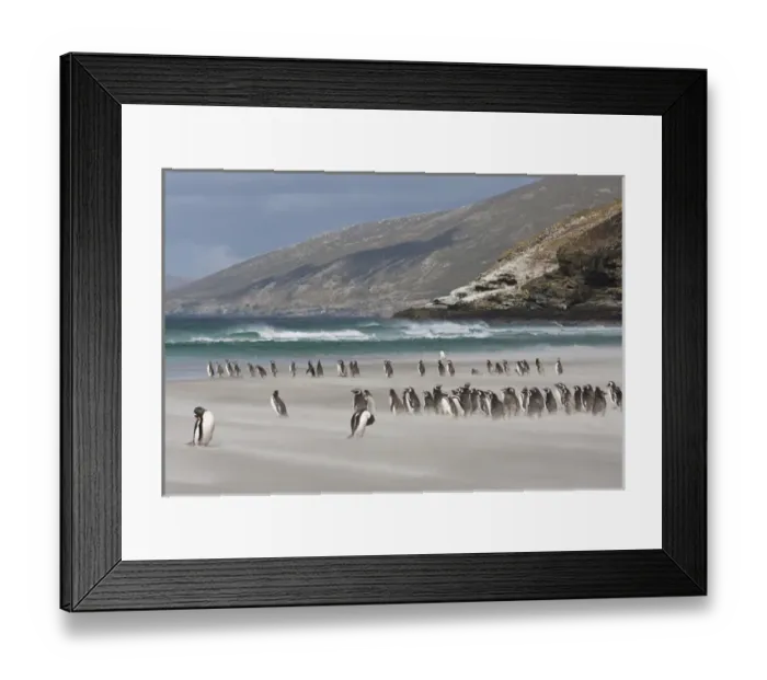 Framed Print : South Atlantic, Falkland Islands, Saunders Island. Magellanic penguins on sandy beach Framed Print : South Atlantic, Falkland Islands, Saunders Island. Magellanic penguins on sandy beach