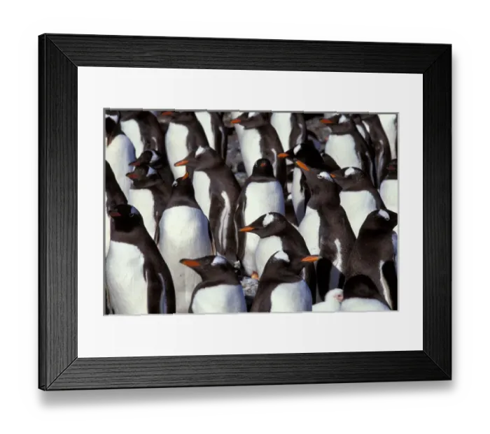 Framed Print : Falkland Islands. Gentoo Penguins. (Pyroscelis papua) Framed Print : Falkland Islands. Gentoo Penguins. (Pyroscelis papua)