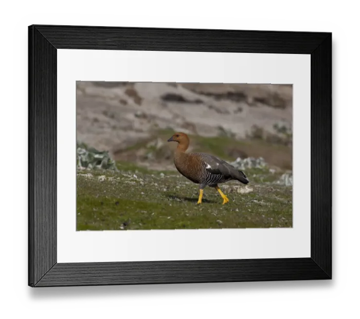 Framed Print : Falkland Islands, West Falkland, Saunders Island. Female Upland goose (wild: Chloephaga Framed Print : Falkland Islands, West Falkland, Saunders Island. Female Upland goose (wild: Chloephaga