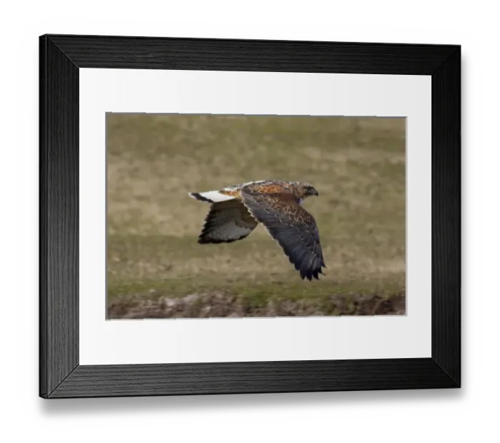 Framed Print : Falkland Islands, West Falkland, Saunders Island. Red-backed hawk (wild: accipitridae Framed Print : Falkland Islands, West Falkland, Saunders Island. Red-backed hawk (wild: accipitridae