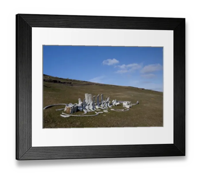Framed Print : Falkland Islands, West Falkland, Saunders Island. Whale bones in sheep pasture Framed Print : Falkland Islands, West Falkland, Saunders Island. Whale bones in sheep pasture