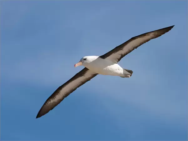Black=browed Albatross Falkland Islands