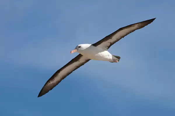 Black=browed Albatross Falkland Islands