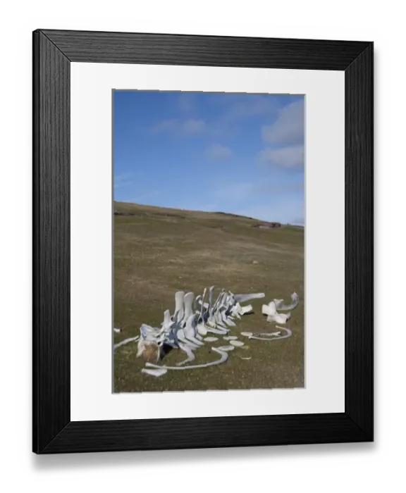 Framed Print : Falkland Islands, West Falkland, Saunders Island. Whale bones in sheep pasture Framed Print : Falkland Islands, West Falkland, Saunders Island. Whale bones in sheep pasture