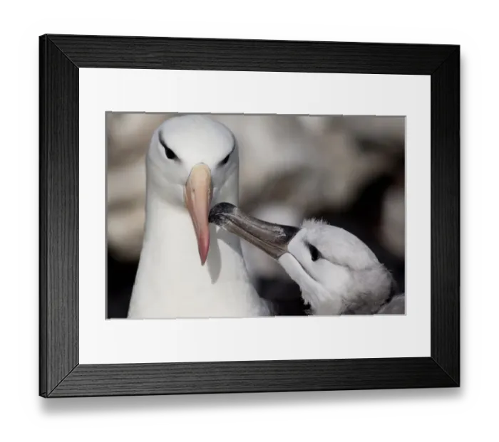 Framed Print : Falkland Islands, West Falkland, West Point Island. Black-browed albatross (wild Framed Print : Falkland Islands, West Falkland, West Point Island. Black-browed albatross (wild
